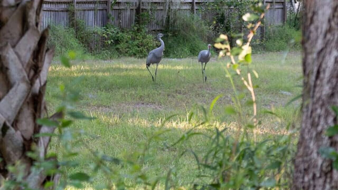 Photo of Others in Kissimmee