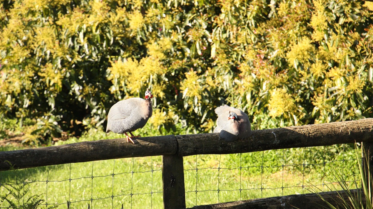 Photo of Others in Katikati