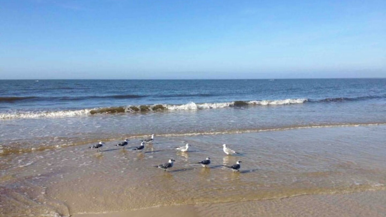 Photo of Others in Alligator Point