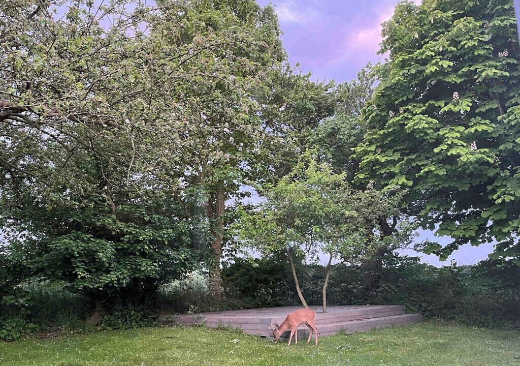 Photo of Others in Borre