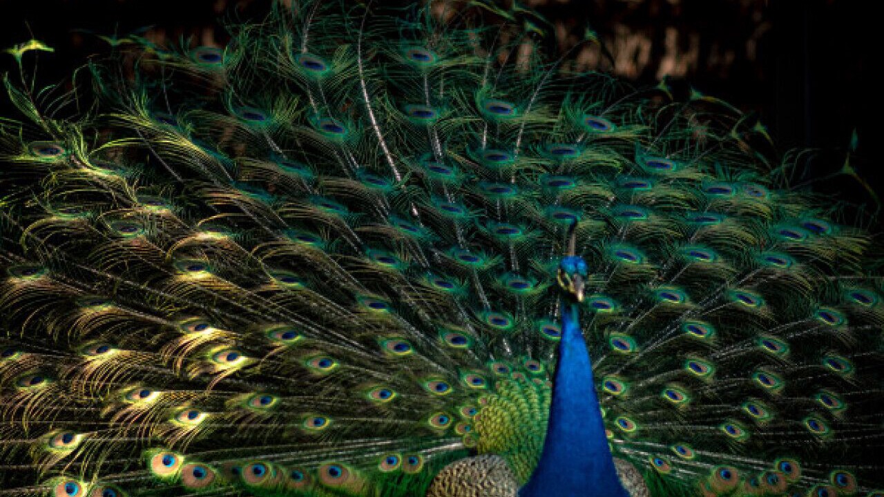 Photo of Others in Skinners Shoot