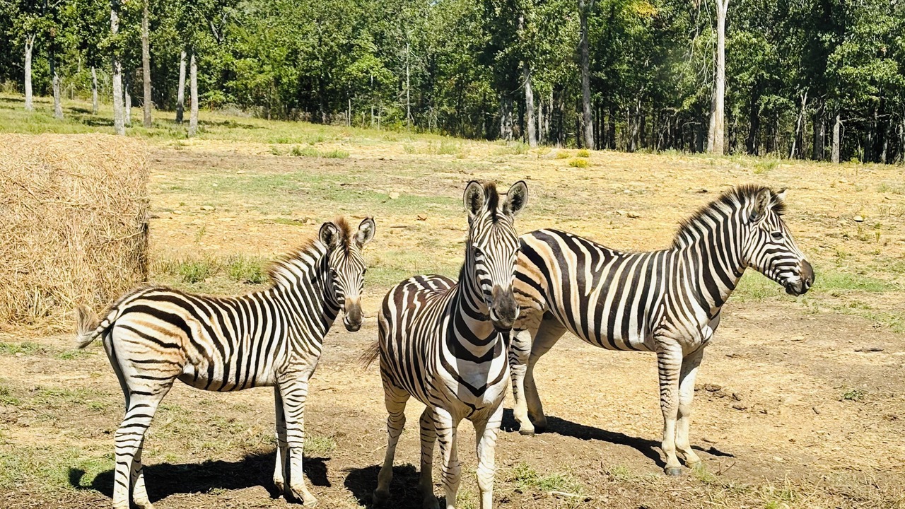 Photo of Others in Henryetta