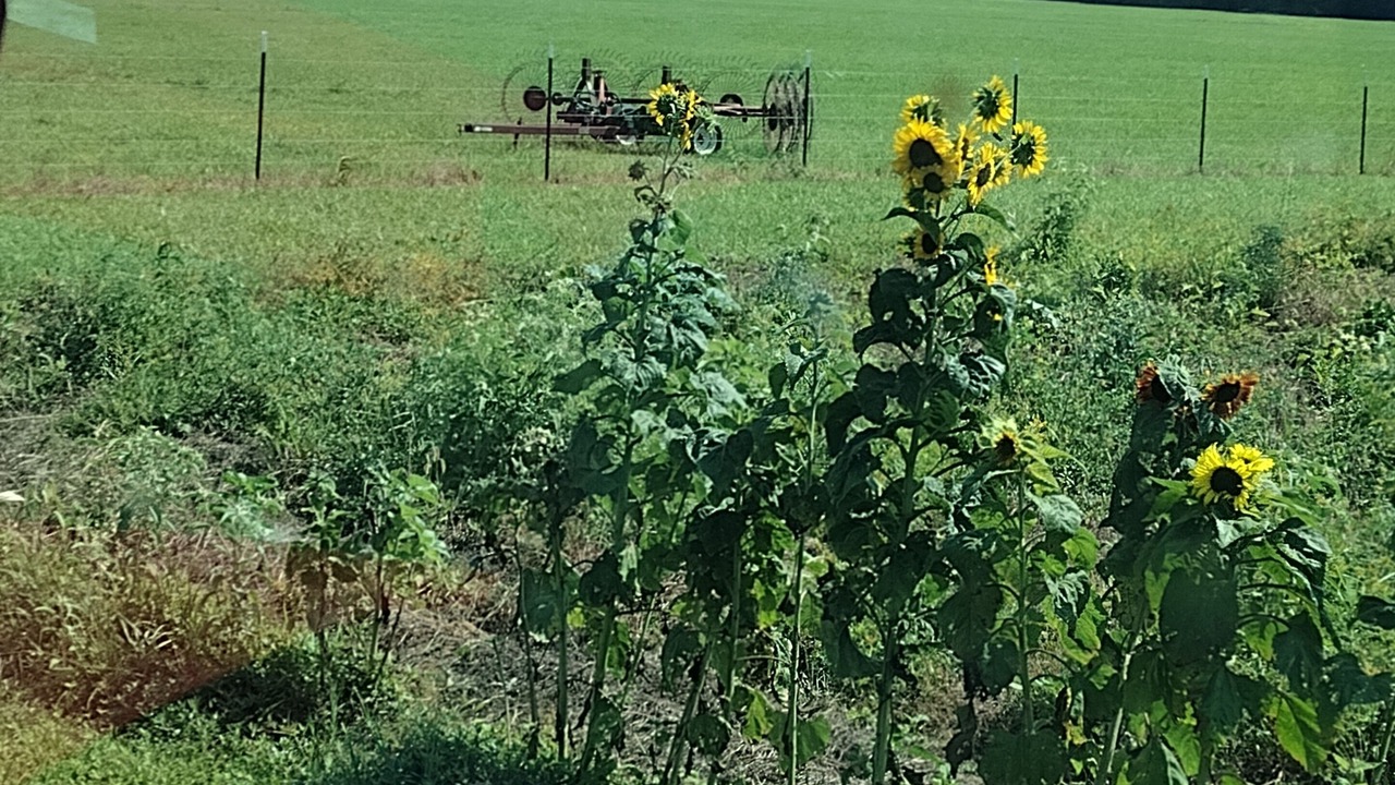 Photo of Outdoor in Pangburn