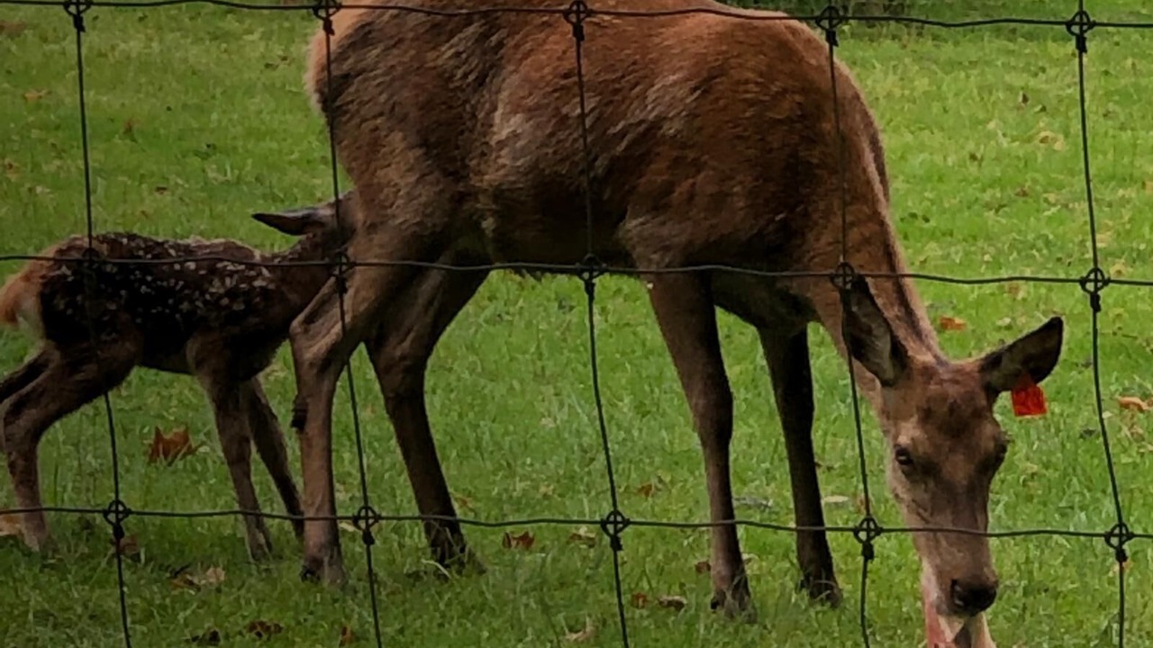 Photo of Others in Wainui