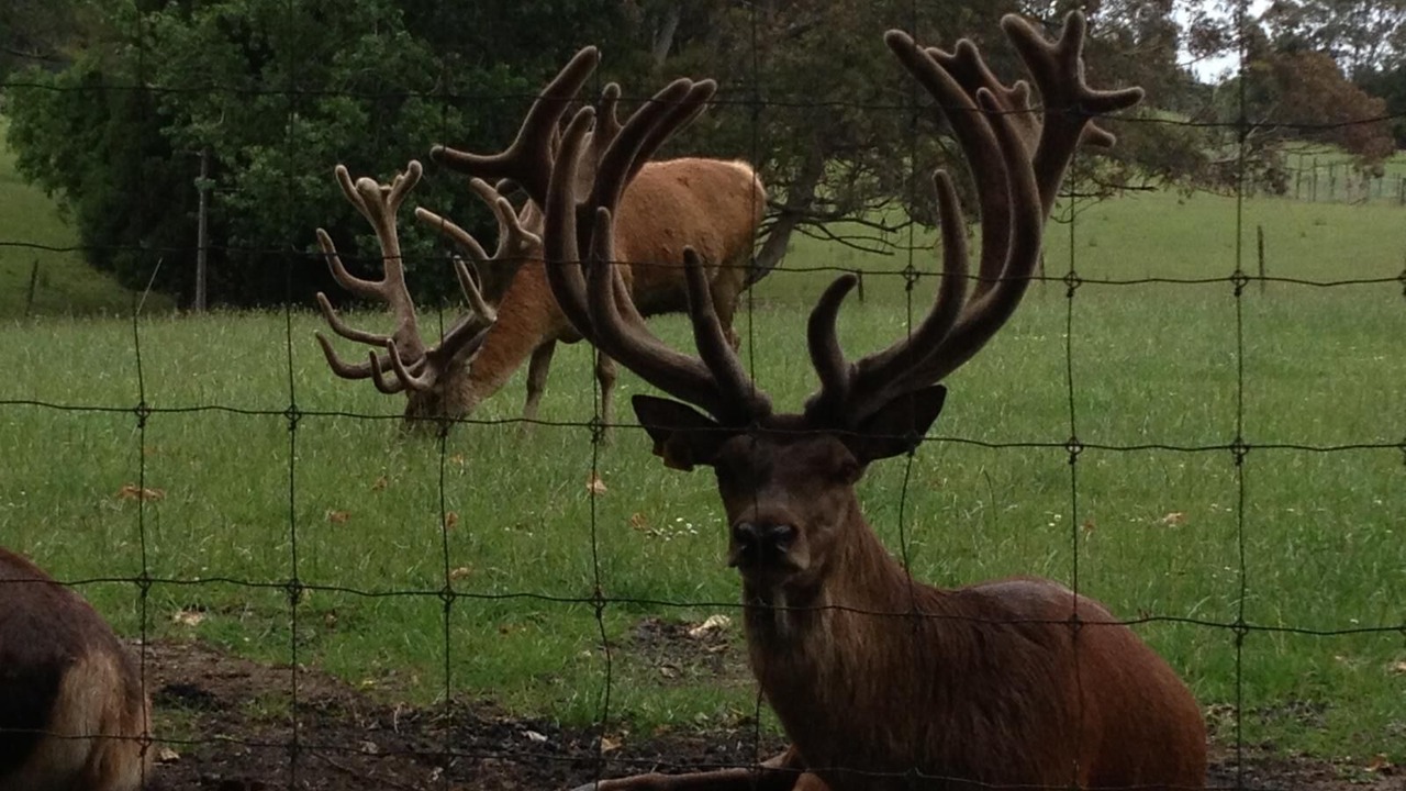 Photo of Others in Wainui