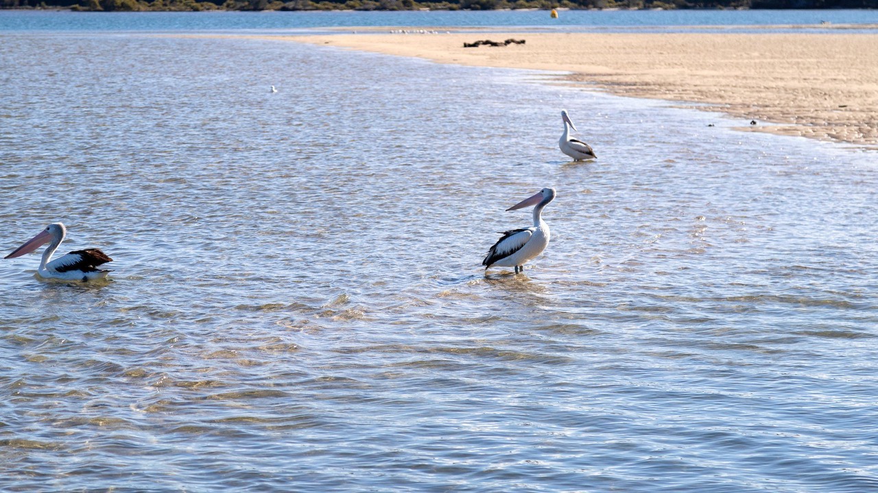 Photo of Others in Tuross Head