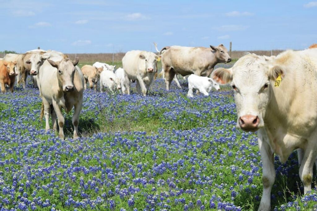 Photo of Others in Pettus