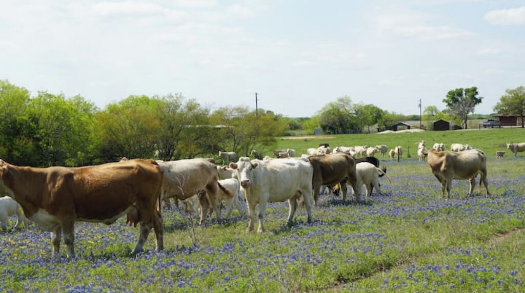 Photo of Outdoor in Pettus