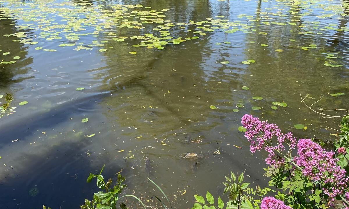 Photo of Outdoor in Thenezay