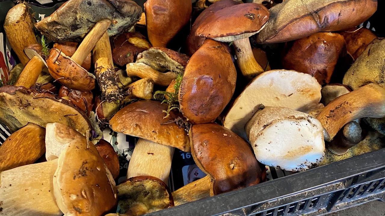 Photo of Others in Saint-Clement-de-Valorgue