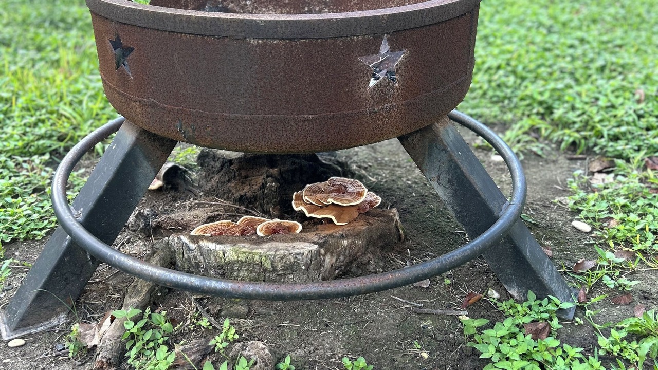 Photo of Outdoor in Seguin