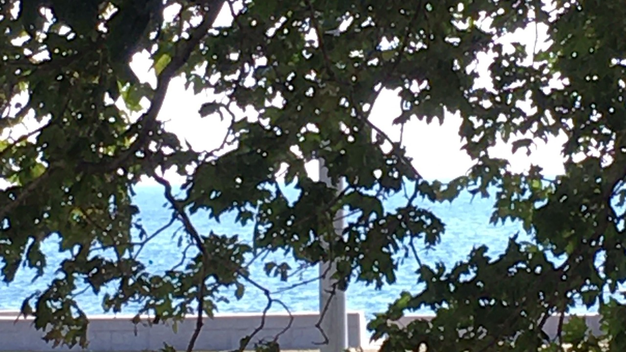Photo of Others in West Lakeview