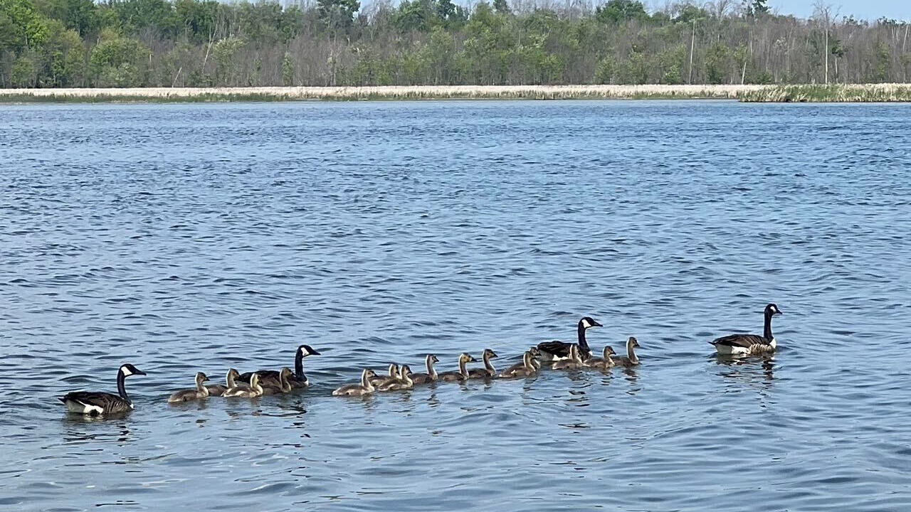 Photo of Others in Barrie