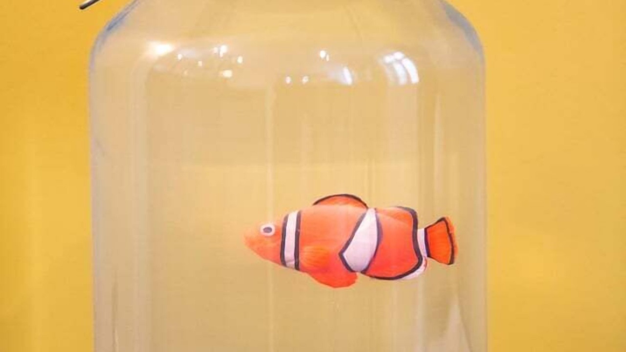 Photo of Others in Griffon - Royale