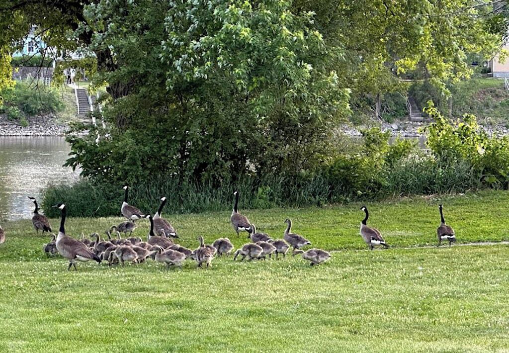 Photo of Others in Kankakee