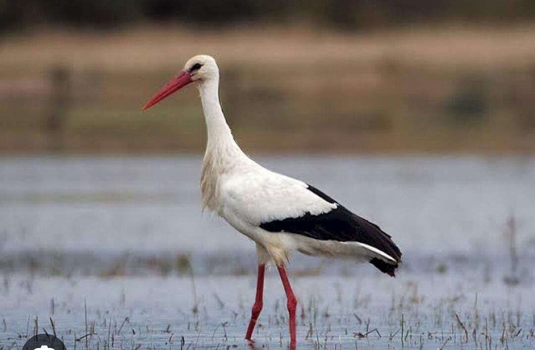 Photo of Others in Geudertheim