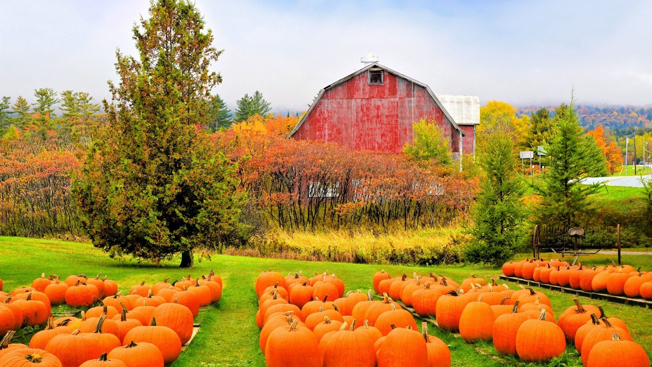 Photo of Others in East Dorset