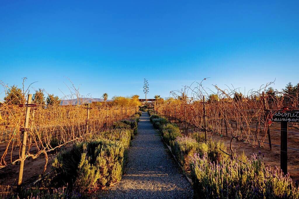 Photo of Others in Valle de Guadalupe