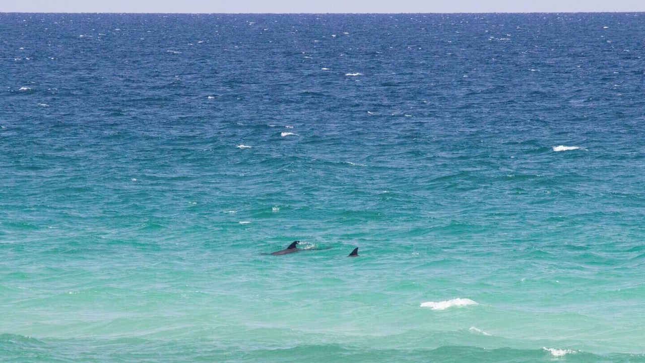 Photo of Others in Scenic Gulf Drive