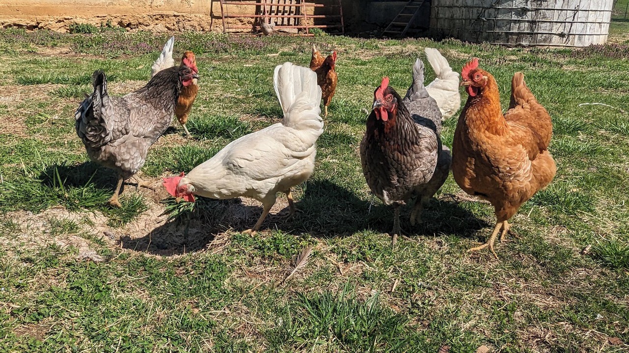 Photo of Others in Buchanan