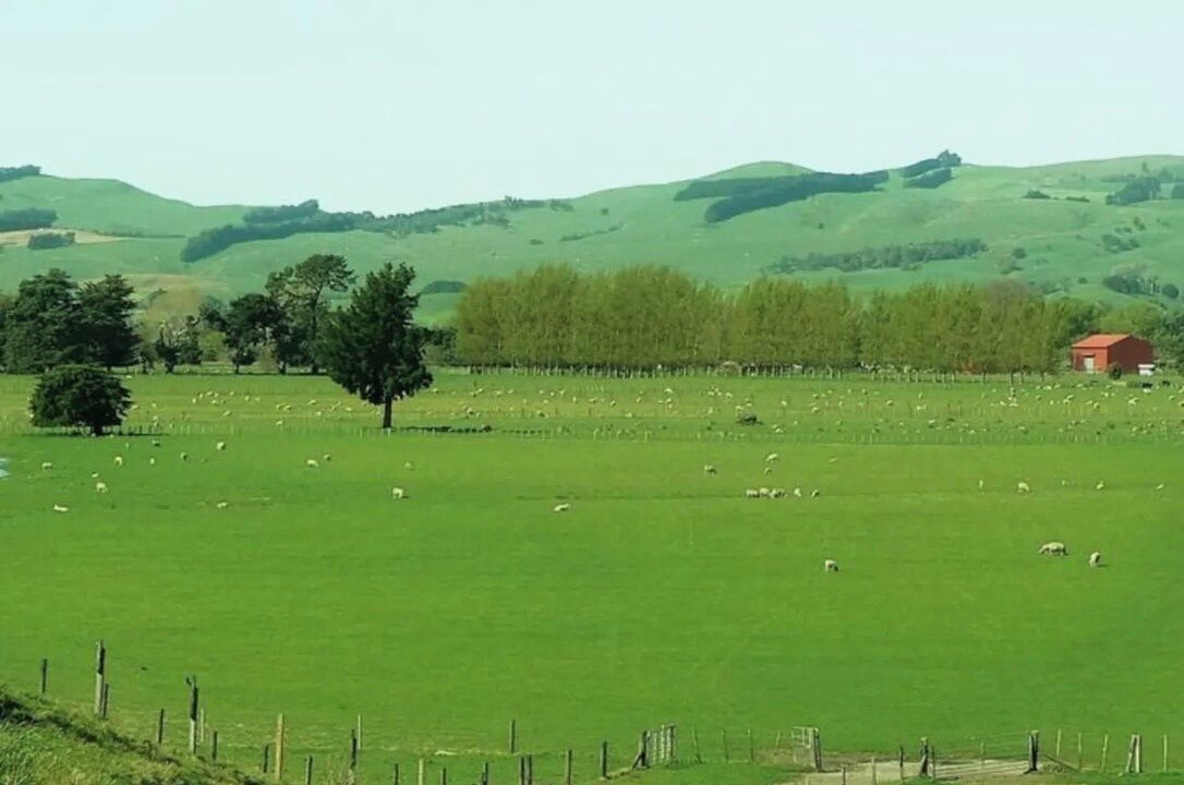 Photo of Others in Opaki