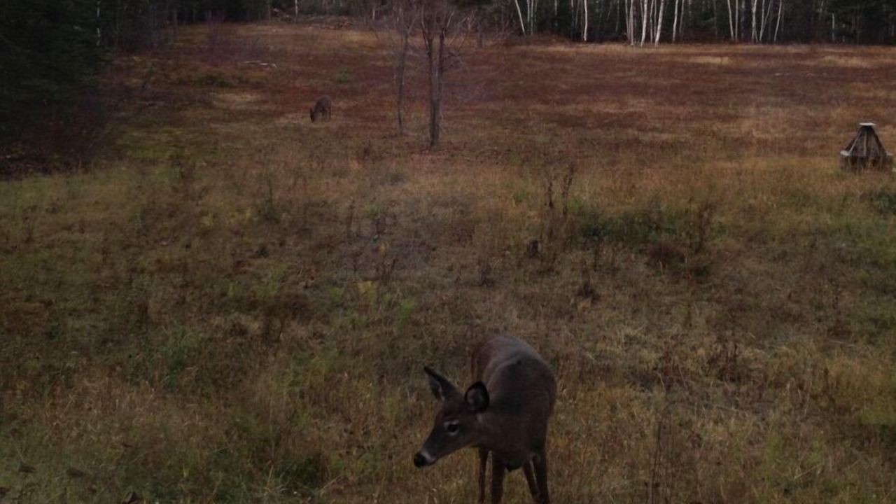 Photo of Others in Baie-St-Paul