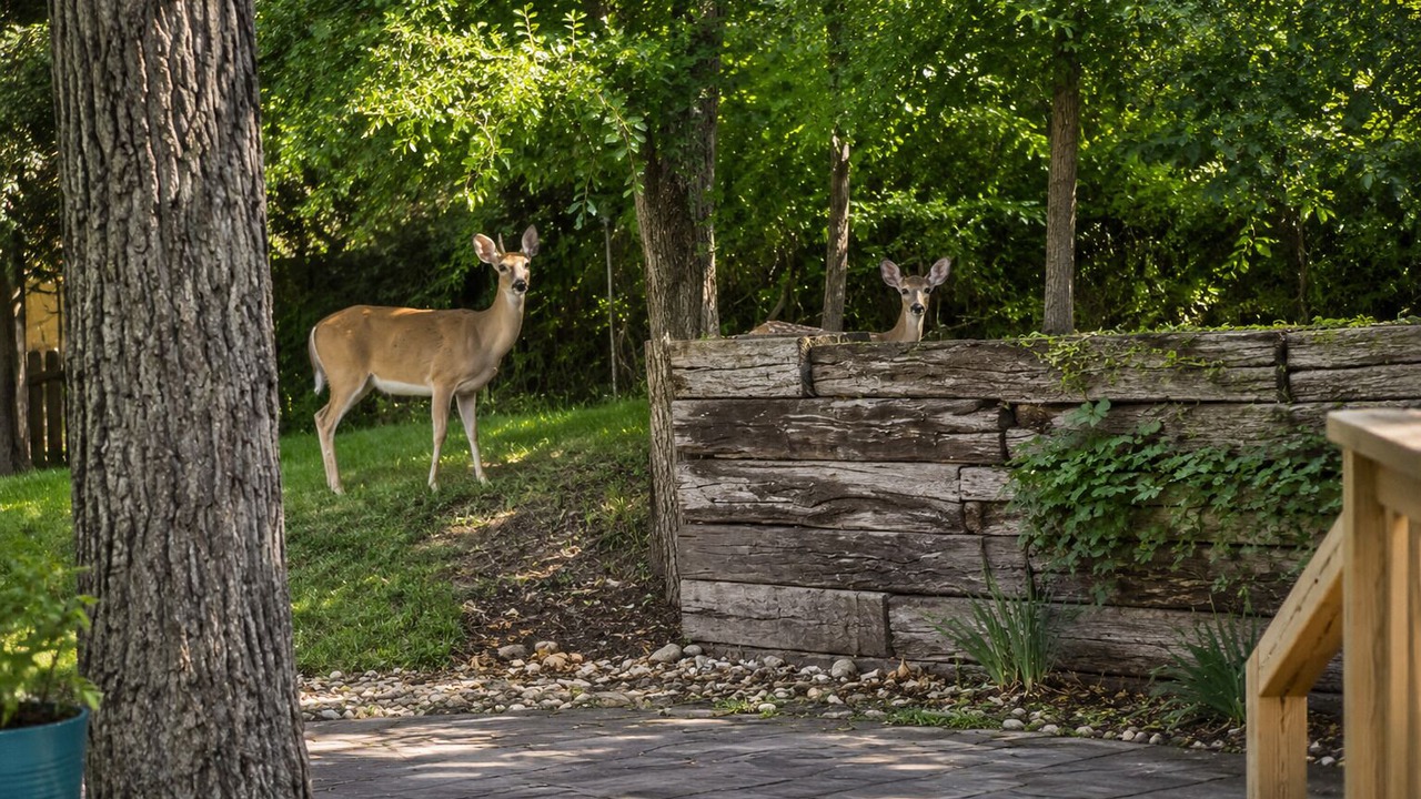 Photo of Outdoor in Early