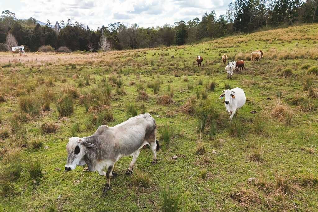 Photo of Others in Conondale
