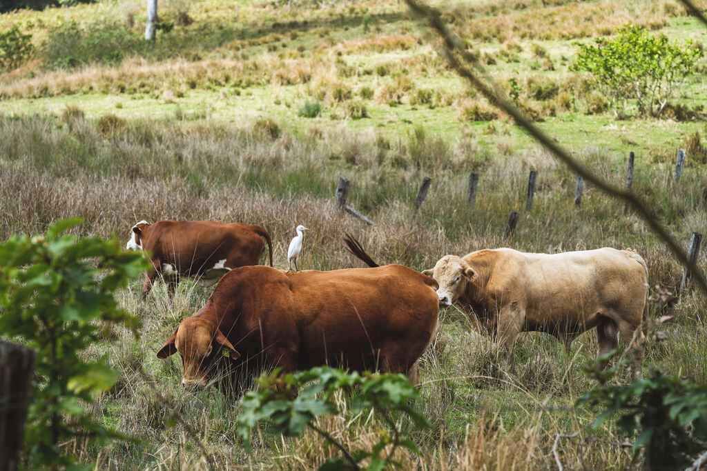 Photo of Others in Conondale