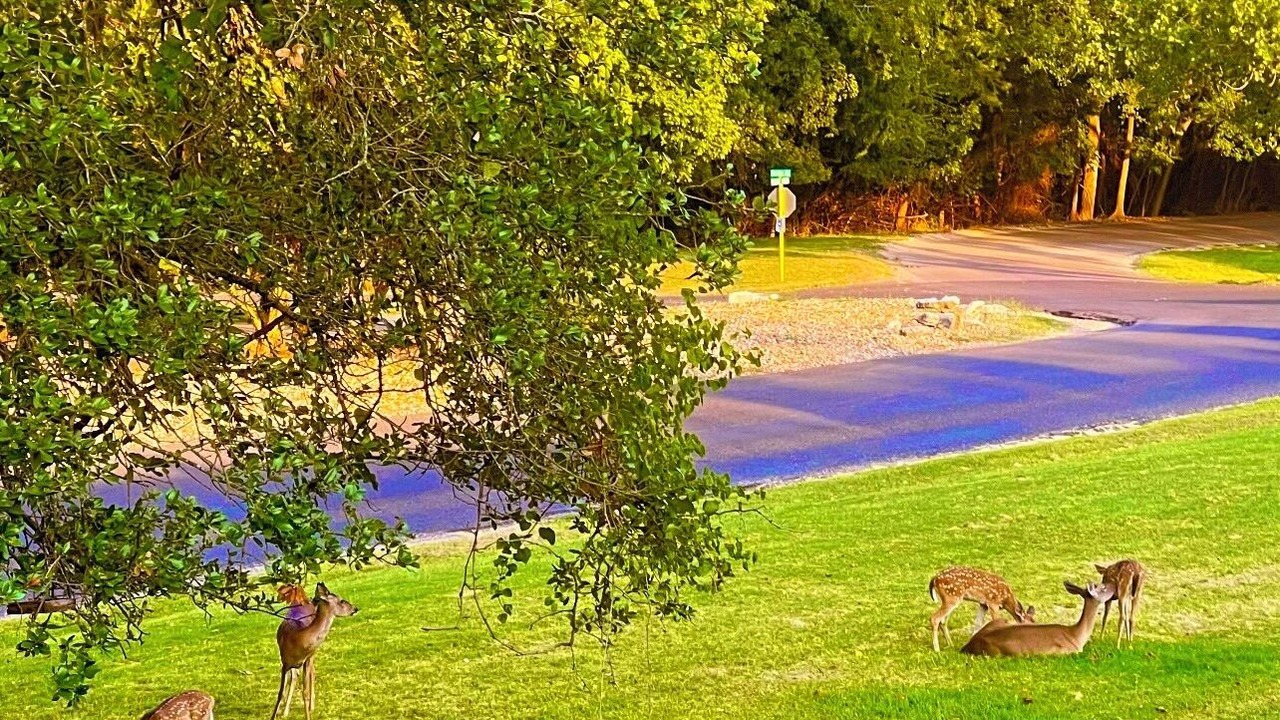 Photo of Others in Salado