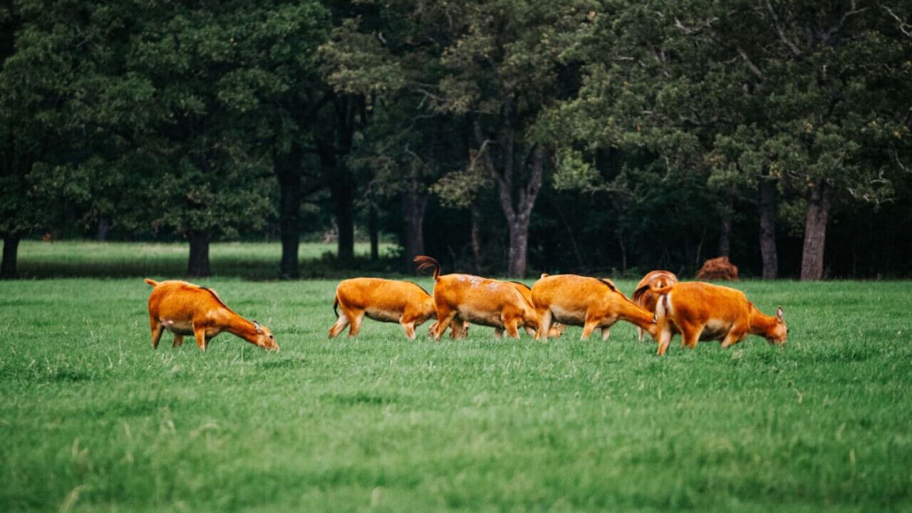 Photo of Others in Milam County