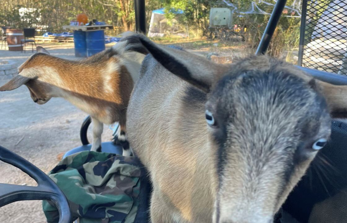 Photo of Others in Tallahassee