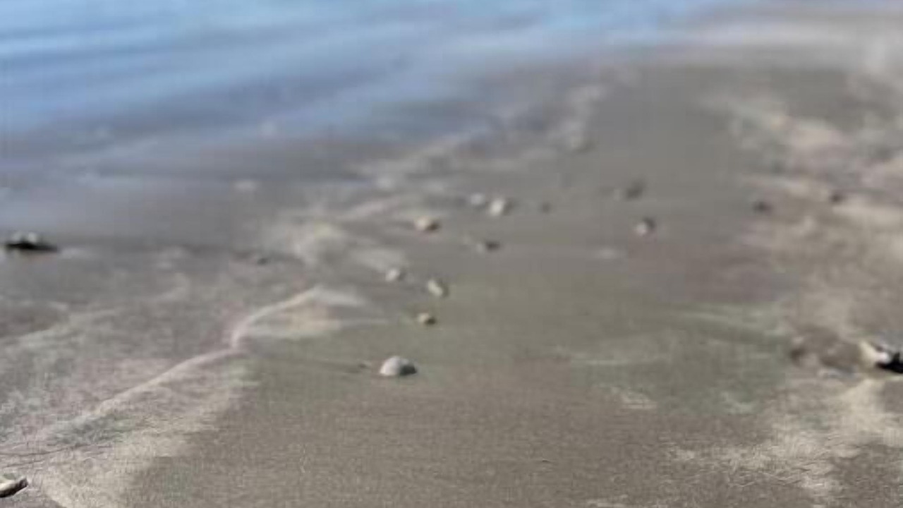 Photo of Others in Aransas Pass