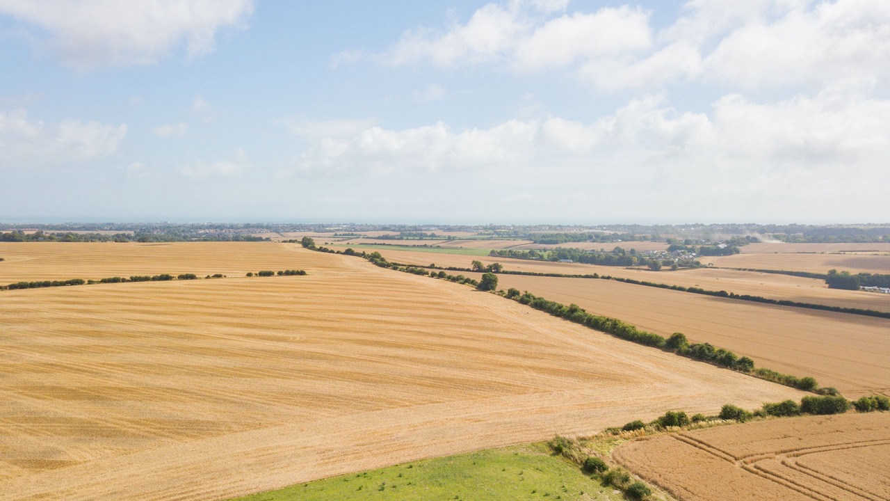 Photo of Others in Martin