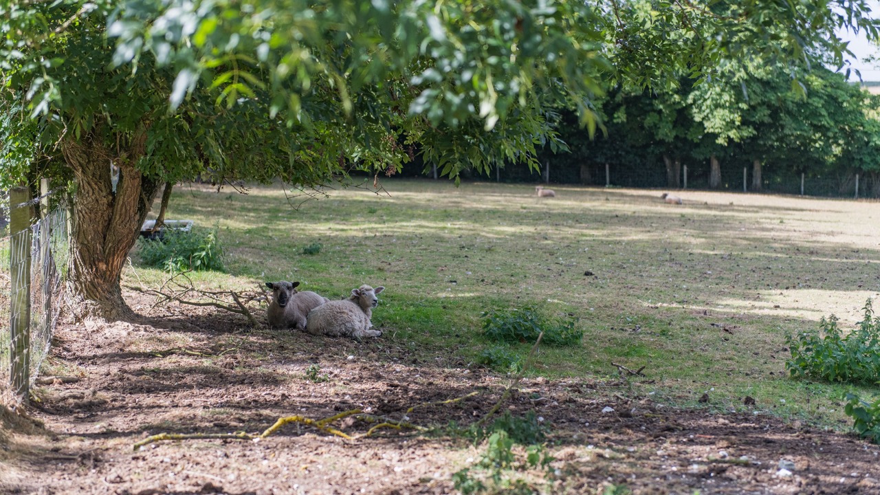 Photo of Others in Martin