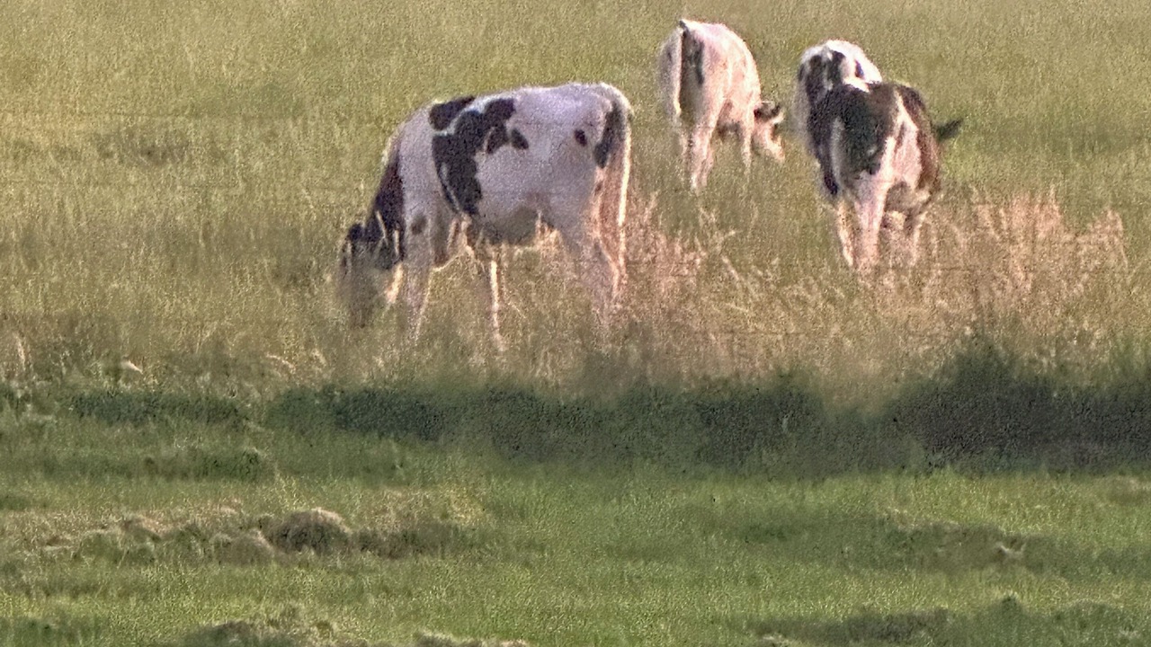 Photo of Others in Toora