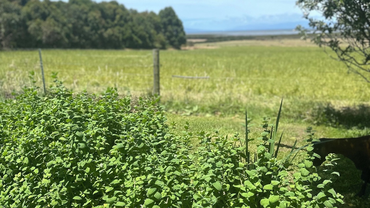 Photo of Others in Toora