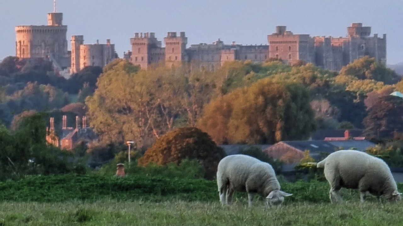 Photo of Others in Windsor