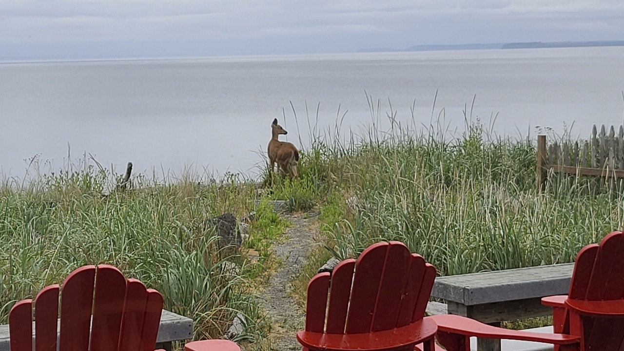 Photo of Outdoor in Sequim