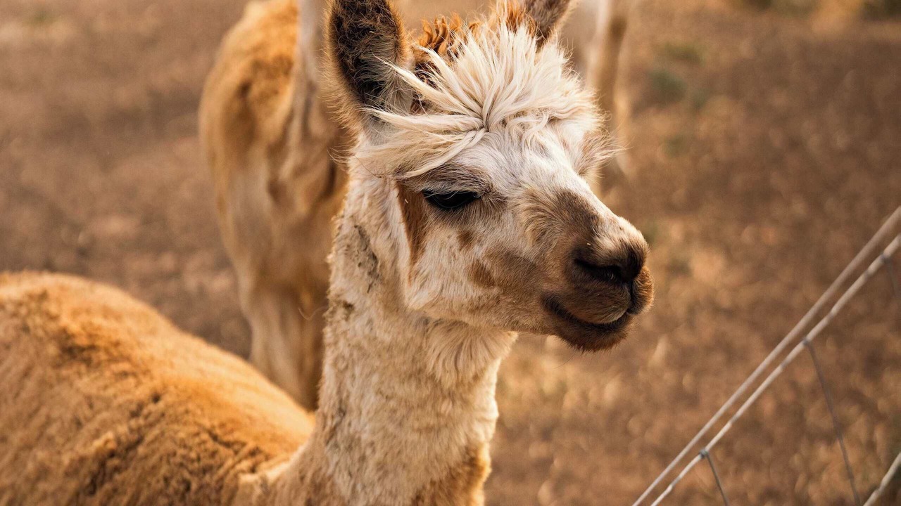 Photo of Others in Carag Carag