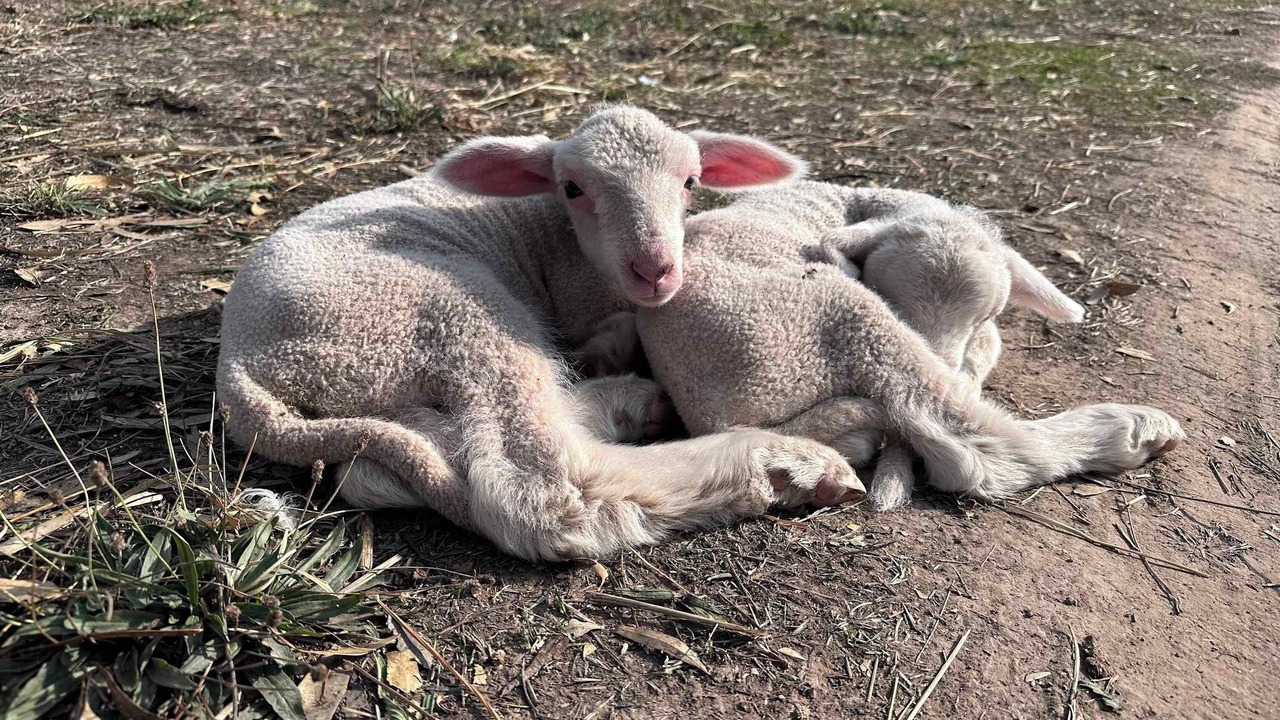 Photo of Others in Carag Carag