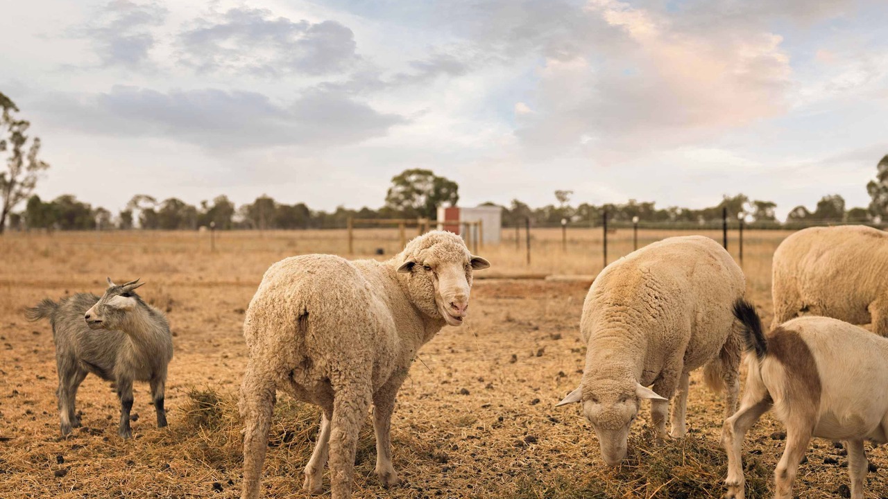 Photo of Others in Carag Carag