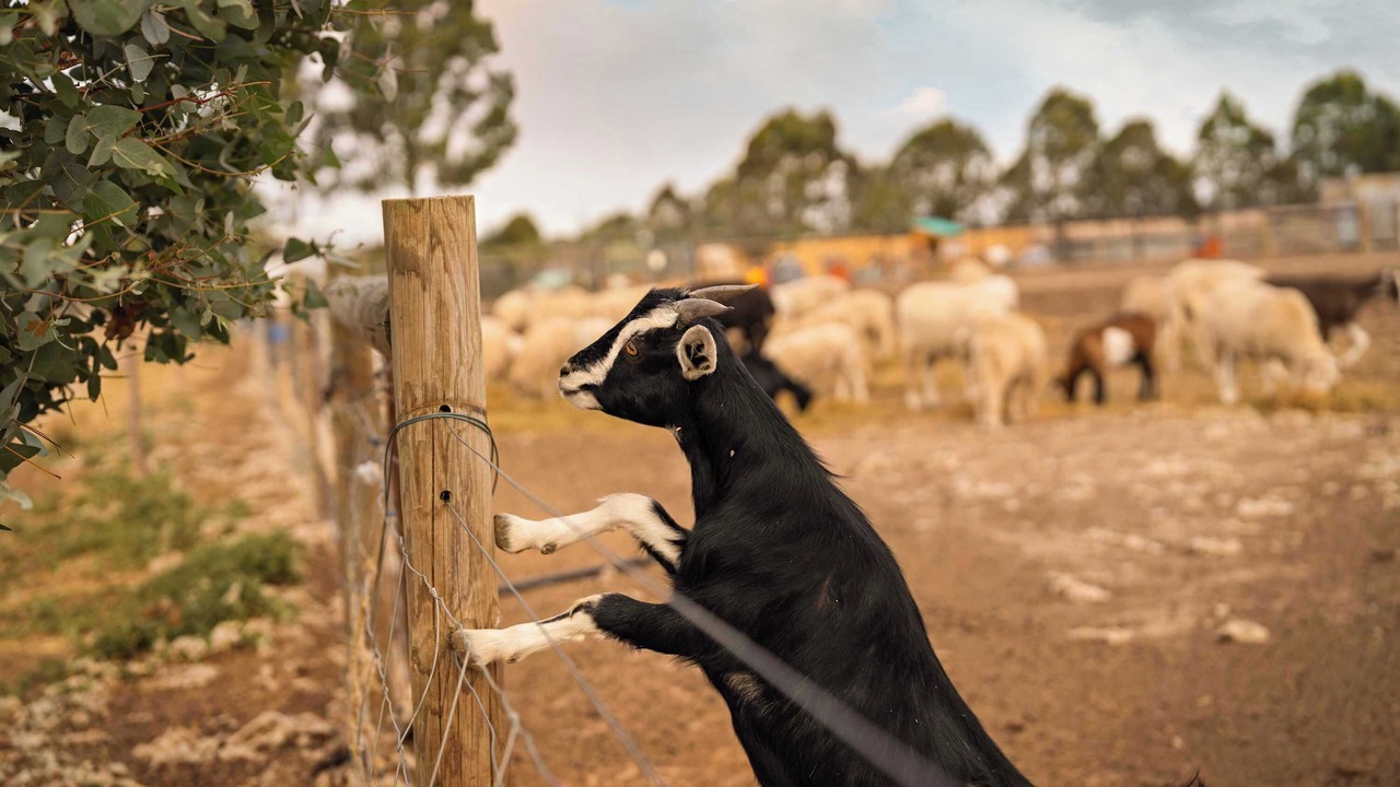 Photo of Others in Carag Carag