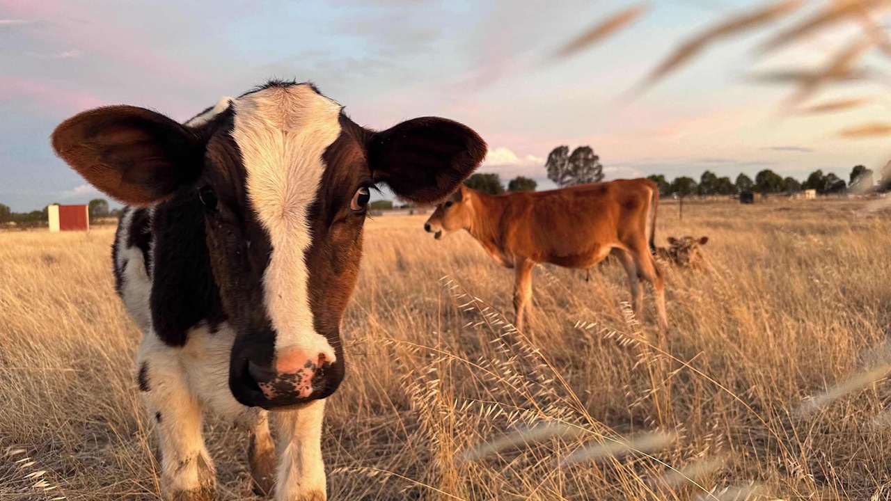 Photo of Others in Carag Carag