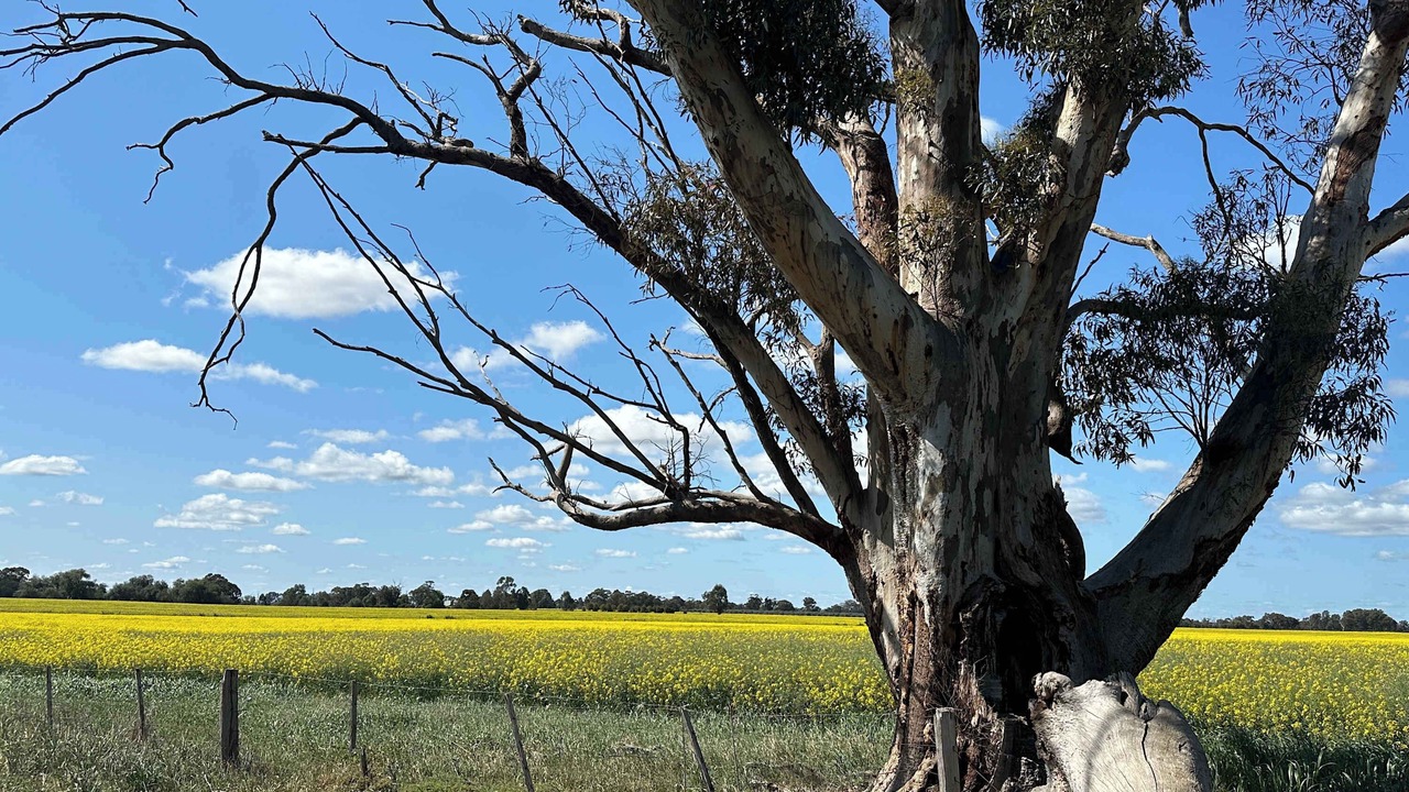 Photo of Others in Carag Carag