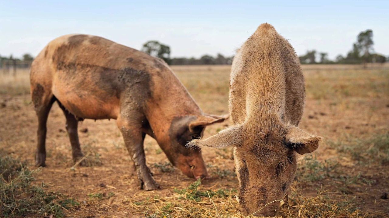 Photo of Others in Carag Carag