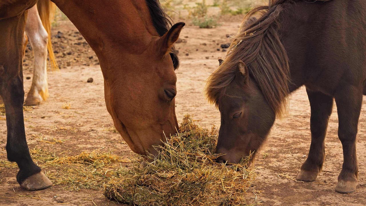 Photo of Others in Carag Carag
