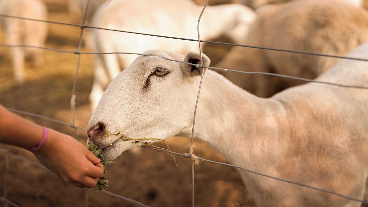 Photo of Others in Carag Carag