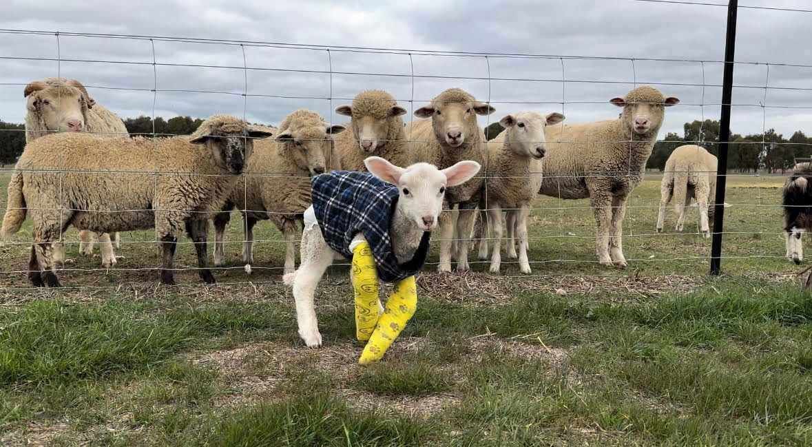 Photo of Others in Carag Carag