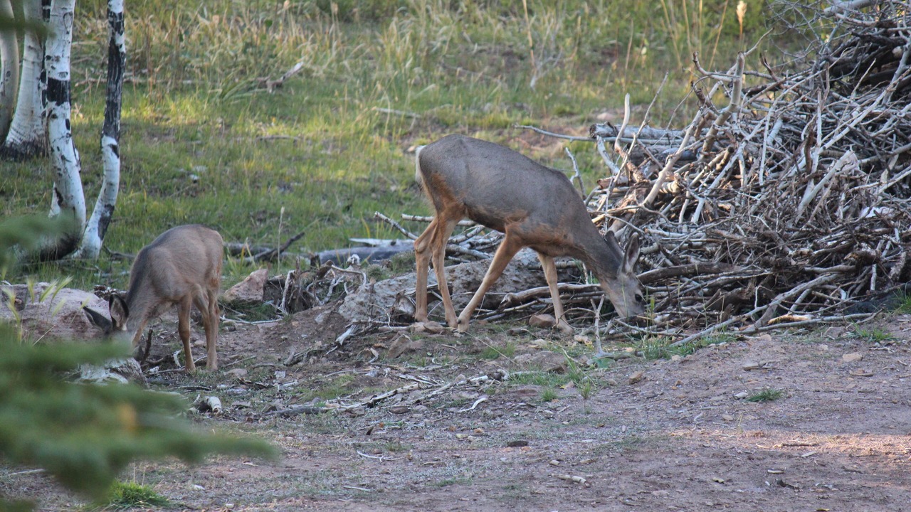 Photo of Others in Monticello